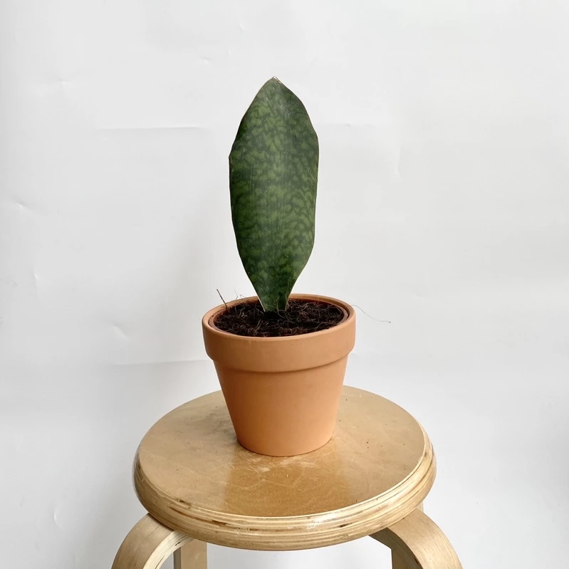 Sensevieria Trifasciata Prain