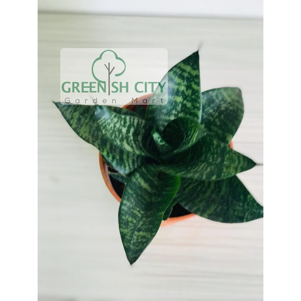 Sensevieria Trifasciata Prain