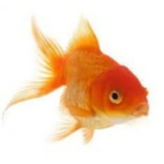 Kedai Emas BH Online