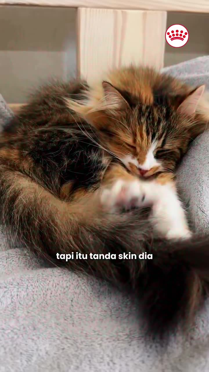 Kalau bulu kucing korang dah mula nampak kusam… jangan ignore 👀🐱💛 Kadang-kadang bukan sebab grooming je, tapi tanda kulit dia perlukan nutrition yang lebih sesuai dari dalam ✨ Royal Canin Hair & Skin diformulasikan untuk bantu support skin barr...