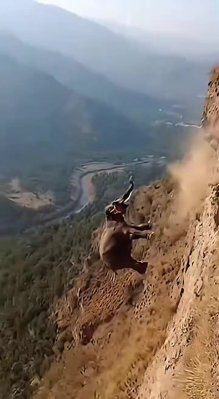 Wildlife🤯😱#waitforit #wildlife #lion