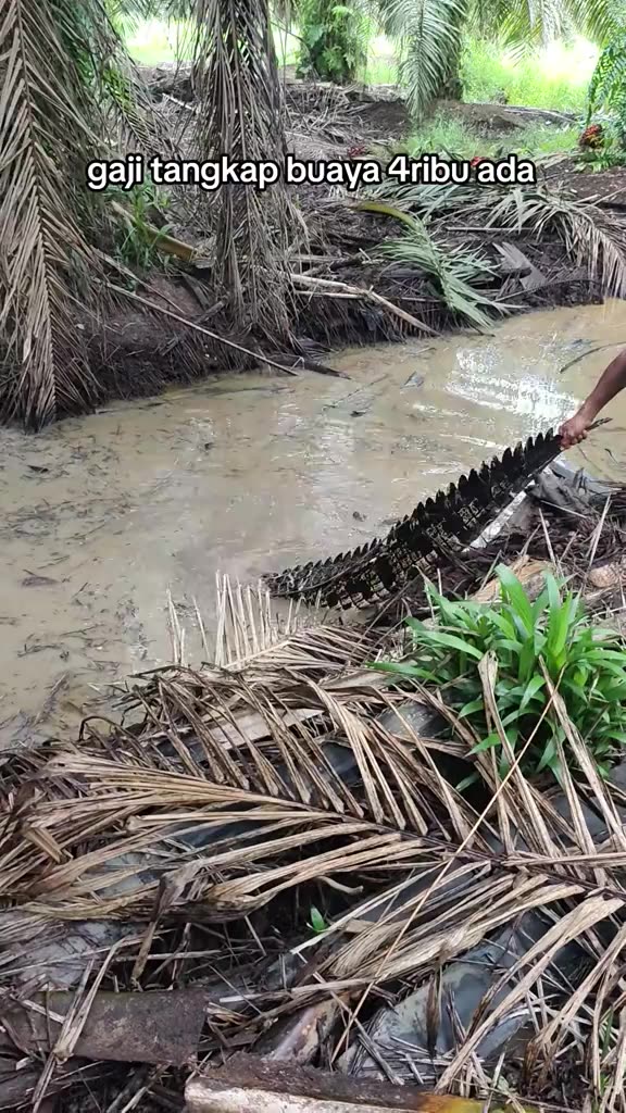 Menyelamatkan buaya lemas dalam air #buayadarat🐊 #buaya #fyp #fypシ゚viral #ladangsawit