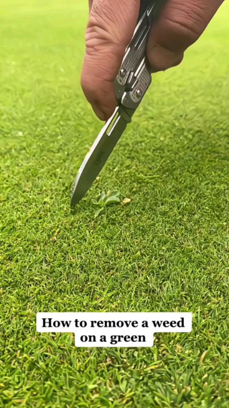 PROGREEN Premium Japanese Grass Seeds / Cow Grass / Bermuda Grass / Philippine Grass Seeds / Biji Benih Rumput Karpet