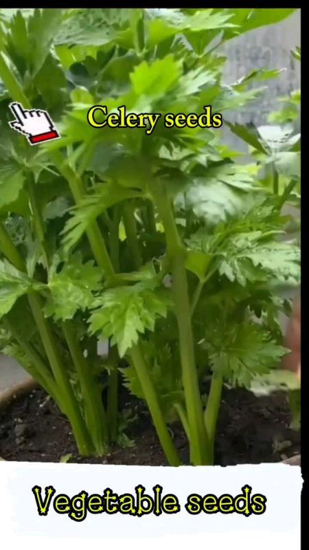#bijibenih#vegetableseeds#benihdaunsup#fypp