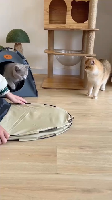 Amboii kucing pun mau camping juga,#tent #cattent