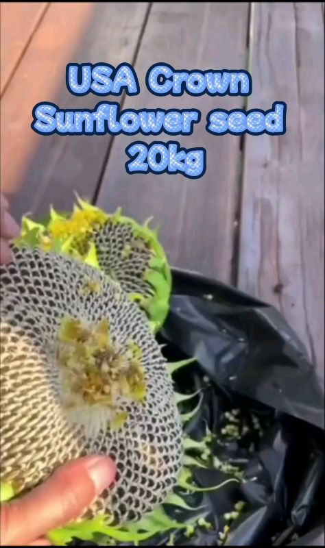 USA Crown Sunflower seed 20kg... #shopeehaul #kuaci