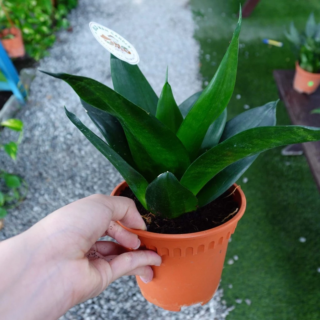 Sensevieria Trifasciata Prain